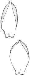 Weymouthia cochlearifolia. Branch leaves. Drawn from T.W.N. Beckett s.n., May 1889, CHR 623822.
 Image: R.C. Wagstaff © New Zealand Institute for Bioeconomy Science Limited 2026 CC-BY 3.0 NZ
